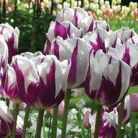 Violet and weiß tulip blume samen for anpflanzung