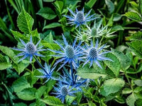 Eryngium planum blume samen for anpflanzung - easy to grow, heirloom & gmo free samen for home garten
 
 sale for anpflanzung in home garten