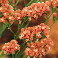 Apricot statice blume samen for elegant dried blumen