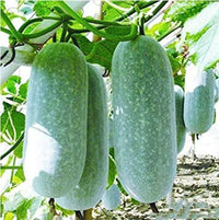 Wax Gourd Planting Samen  Ideal for Your Gemüse Garden