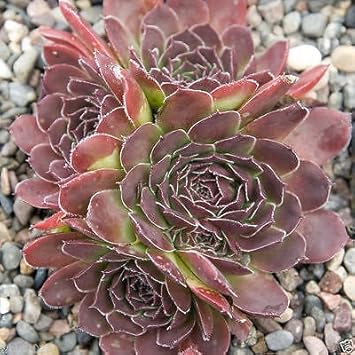 Maroon jovibarba blume samen for anpflanzung - compact growth, heirloom & gmo free samen for home garten
 
 sale samen for home garten