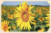 Sunflower samen for anpflanzung - bright gelb variety blume