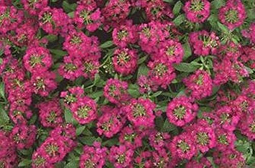 Alyssum Easter Bonnet Violett Samen duftend Violett Blumen