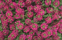 Alyssum Easter Bonnet Violett Samen duftend Violett Blumen