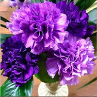 Violet caryophyllus blume samen for anpflanzung - shade tolerant, heirloom & gmo free samen for home garten
 
 sale samen for anpflanzung in home garten