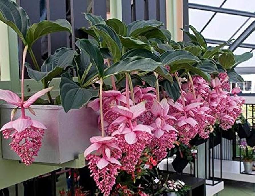 Medinilla Rosa Blumensamen zur Aussaat – Landhaus Garten wichtig – Traditionssorte & ohne Gentechnik Samen Hausgarten