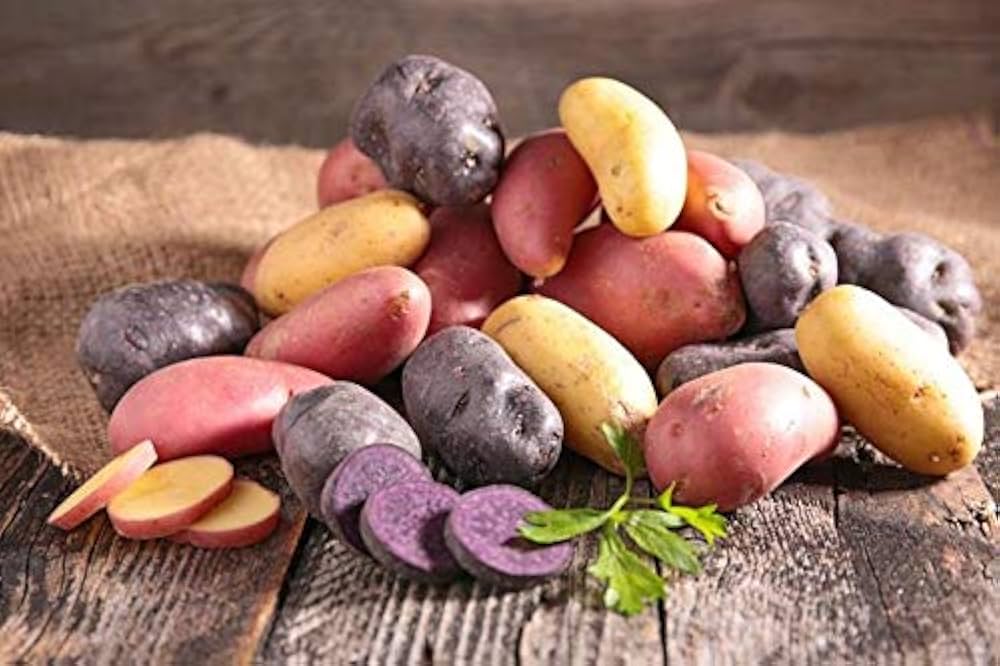 Fingerling Potato Mixed Gemüse Samen zum Pflanzen