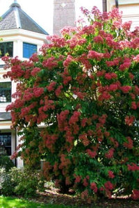 Heptacodium Miconioides Seven Sons Blume Shrub Samen