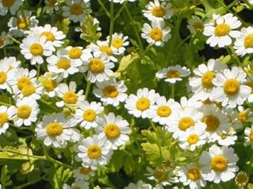 Feverfew blume samen for anpflanzung wildflower mix heirloom & gmo free samen for home garten 
 
 sale for anpflanzung in home garten