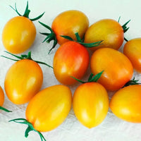 Orange Tomate Samen zum Pflanzen Solanum lycopersicum for home gardens and kitchen gardens