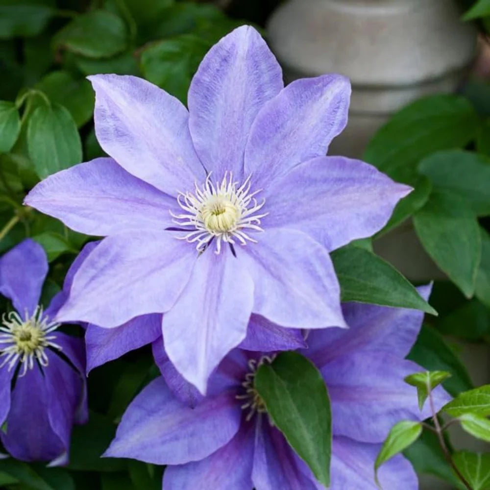 Waldrebe Blau Blumensamen zur Aussaat – farbenfroh Schau – Traditionssorte & ohne Gentechnik Samen Hausgarten