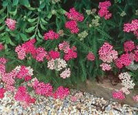 Lila Achillea / Yarrow Samen Lila Blüten