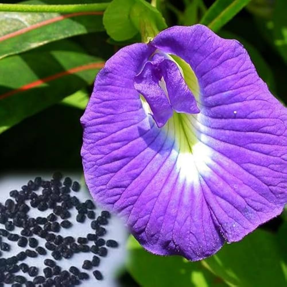 Lavendel Campanula Punctata Samen – Traditionssorte Bellflower mehrjährige Blüten