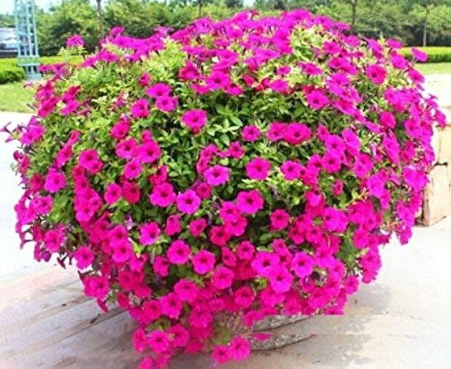 Mixed petunia exotic ornamental for anpflanzung
