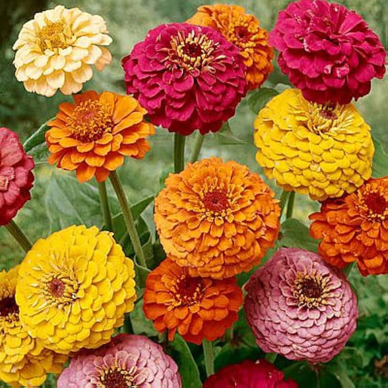 Rainbow dahlia mixed colors blume samen for anpflanzung