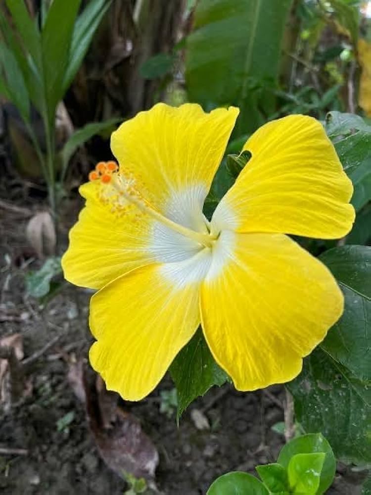 Hibiskus hell Gelb Blumensamen zur Aussaat – leuchtend Blüten – Traditionssorte & ohne Gentechnik Samen Hausgarten