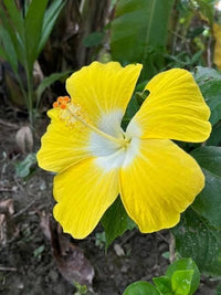 Hibiskus hell Gelb Blumensamen zur Aussaat – leuchtend Blüten – Traditionssorte & ohne Gentechnik Samen Hausgarten