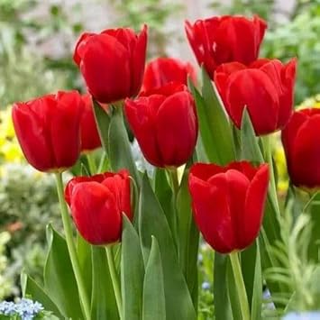 Rosa dark violet multicolor rose blume samen for anpflanzung hardy variety heirloom & gmo free samen for home garten
 
 sale for anpflanzung in home garten