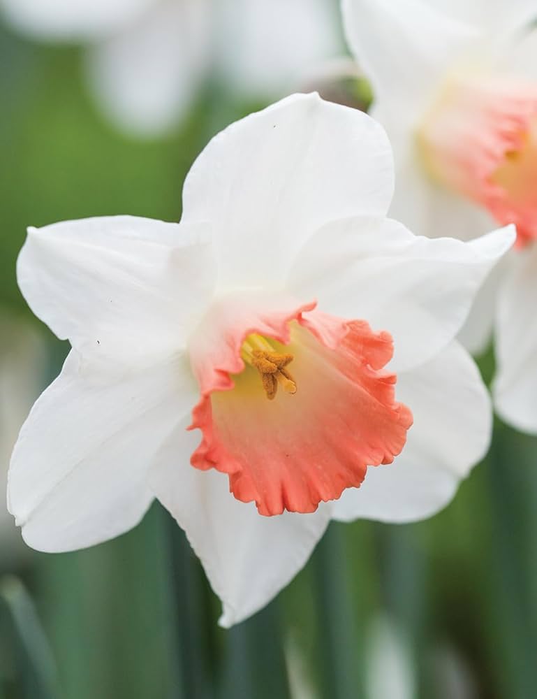 Orange Weiß Narzisse Blumensamen zur Aussaat – saisonal Dauerblüher Traditionssorte & ohne Gentechnik Samen Hausgarten