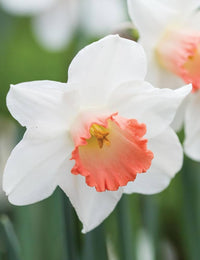 Orange Weiß Narzisse Blumensamen zur Aussaat – saisonal Dauerblüher Traditionssorte & ohne Gentechnik Samen Hausgarten