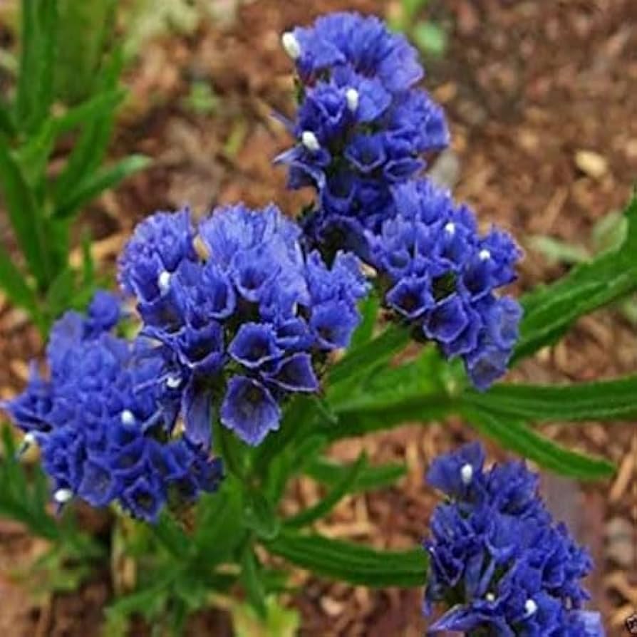 Statice Limonium sinuatum Blau River Samen zur Aussaat dried Blumen Stein Garten