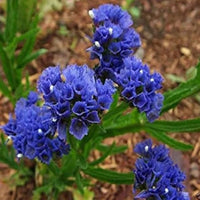 Statice Limonium sinuatum Blau River Samen zur Aussaat dried Blumen Stein Garten