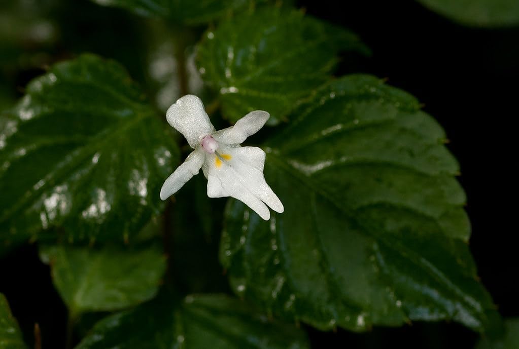 Impatiens (impatiens bequaertii) samen for anpflanzung in home garten