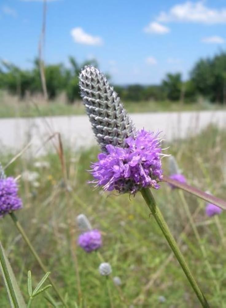 Lila Clover Samen zur Aussaat Trifolium Purpureum Wildblume meadow Bestäuber Garten