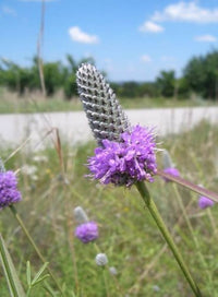 Lila Clover Samen zur Aussaat Trifolium Purpureum Wildblume meadow Bestäuber Garten