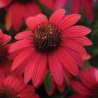 Maroon coneflower blume samen for anpflanzung - long bloom season, heirloom & gmo free samen for home garten
 
 sale for anpflanzung in home garten