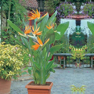 Queen's BirdofParadise Blumensamen zur Aussaat Drought verträglich Traditionssorte & ohne Gentechnik Samen Hausgarten