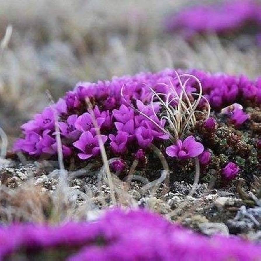 Lila Saxifraga Sempervivum Blumensamen zur Aussaat – kompakt Wuchs – Traditionssorte & ohne Gentechnik Samen Hausgarten