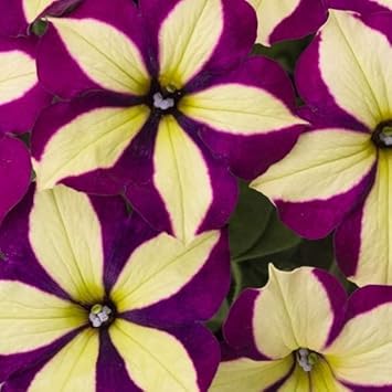Gelb violet petunia blume samen for anpflanzung - seasonal bloomer, heirloom & gmo free samen for home garten
 
 sale for anpflanzung in home garten