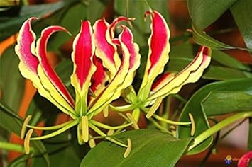 Gelb rot gloriosa superba blume samen for anpflanzung - bright blooms, heirloom & gmo free samen for home garten
 
 sale samen for home garten