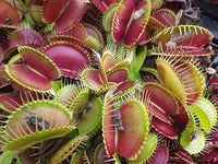 Mixed venus fly trap blume samen for anpflanzung - garten favorite, heirloom & gmo free samen for home garten
 
 sale samen for home garten