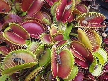 Mixed venus fly trap blume samen for anpflanzung - garten favorite, heirloom & gmo free samen for home garten
 
 sale samen for home garten