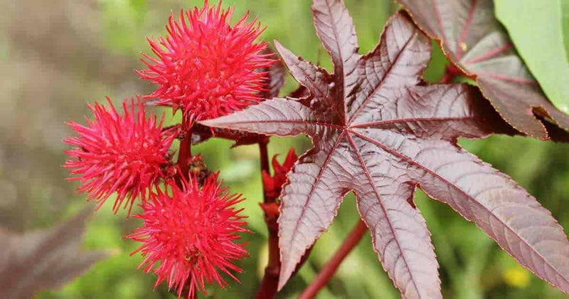 Heirloom carmencita blume samen for anpflanzung wildflower mix heirloom & gmo free samen for home garten 
 
 sale for anpflanzung in home garten