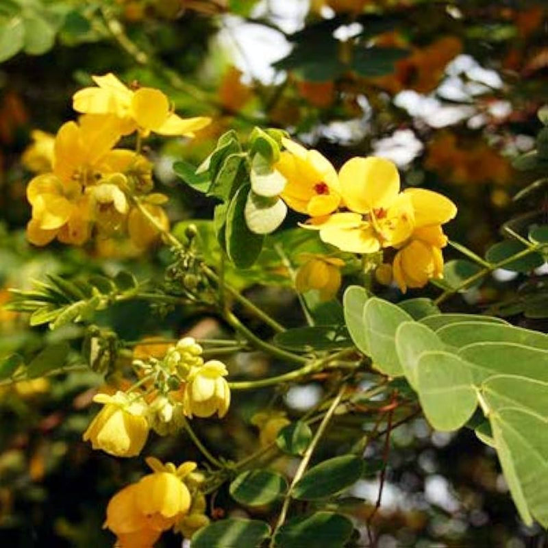 Cassia glauca scrambled egg bush gelb blumen samen for tropical gardens