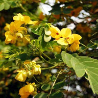 Cassia glauca scrambled egg bush gelb blumen samen for tropical gardens
