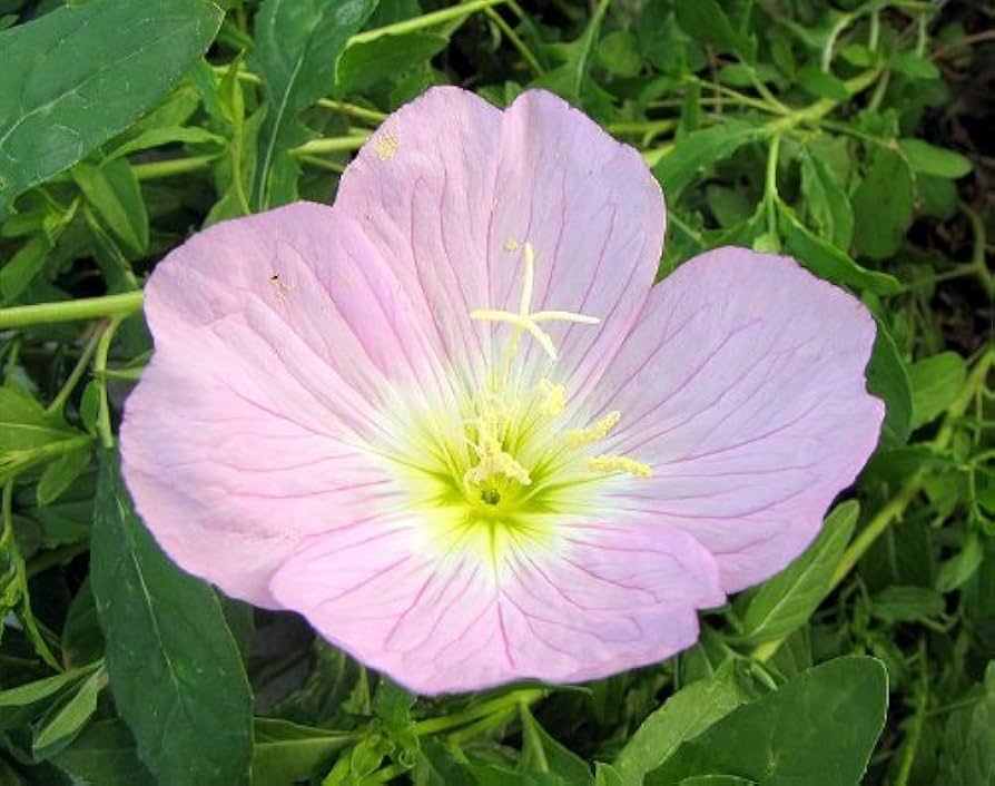 Oenothera speciosa (Mexican or Showy Evening Schlüsselblume)Blumensamen zur Aussaat Blumensamen zur Aussaat leuchtend Blüten Traditionssorte Gentechnik Blume Garten