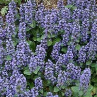 Blau ajuga reptans blume samen for anpflanzung - shade tolerant, heirloom & gmo free samen for home garten
 
 sale samen for home garten