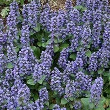 Blau ajuga reptans blume samen for anpflanzung - shade tolerant, heirloom & gmo free samen for home garten
 
 sale samen for home garten