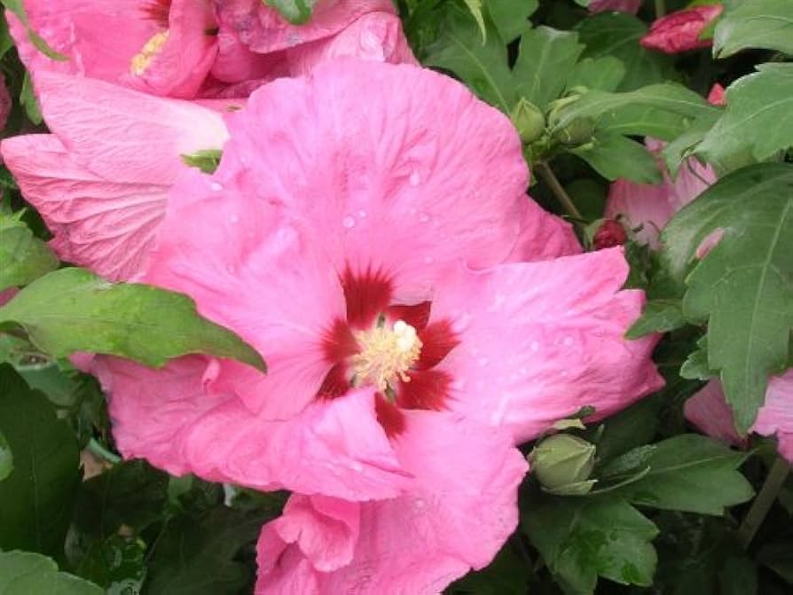 Rose Sharon Hibiskus Syriacus Samen