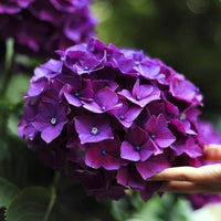 Rainbow Hortensie Blumensamen zur Aussaat – kompakt Wuchs – Traditionssorte & ohne Gentechnik Samen Hausgarten