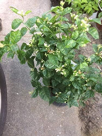 Arabian Jasmine Jasminum sambac Blumensamen zur Aussaat Garten