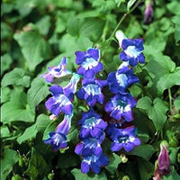 Blau asarina gloxina blume samen for anpflanzung - premium quality, heirloom & gmo free samen for home garten
 
 sale for anpflanzung in home garten