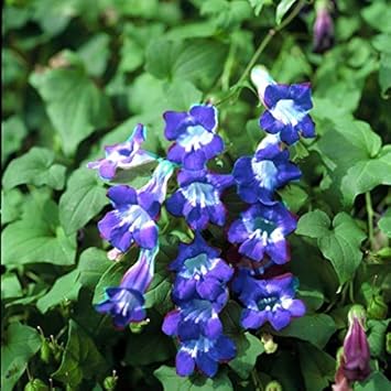 Blau asarina gloxina blume samen for anpflanzung - premium quality, heirloom & gmo free samen for home garten
 
 sale for anpflanzung in home garten