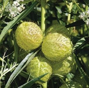 Gomphocarpus physocarpus for anpflanzung in wildflower garten