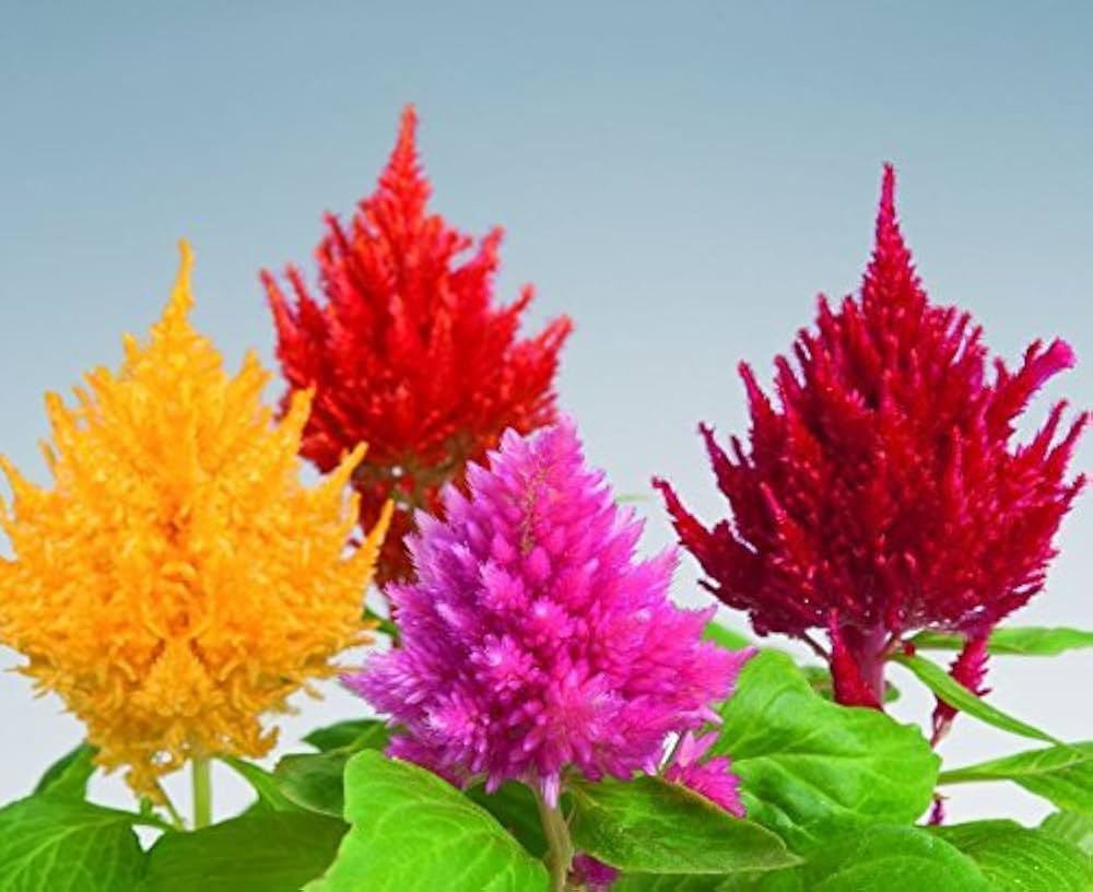 Celosia Fresh Look Orange Samen zur Aussaat ausdrucksstark einjährig Schauanlagen