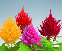 Celosia Fresh Look Orange Samen zur Aussaat ausdrucksstark einjährig Schauanlagen